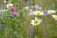 /album/kattas-blandade/sommar-i-viksjofors-jpg/